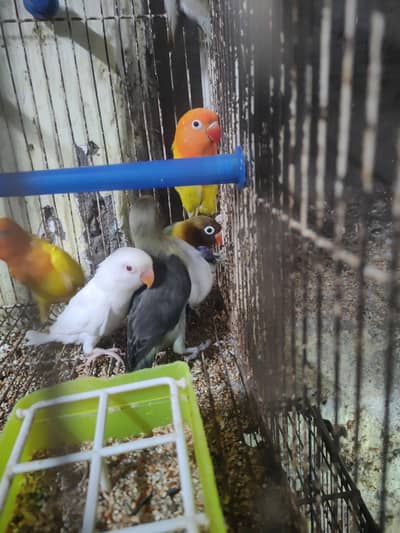 lovebirds albino red eyes and split ino