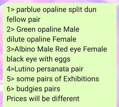 LOVEBIRDS/EXHIBITION/BUDGIES