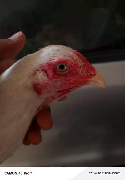 pure white shamo female available in Lahore Bagh ban pura
