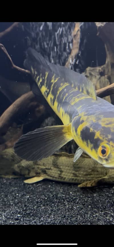 Yellow Maru & Marbled Acara