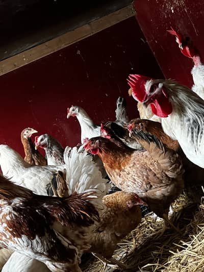 03706572301 ᴡʜᴀᴛ ᴀᴘᴘ