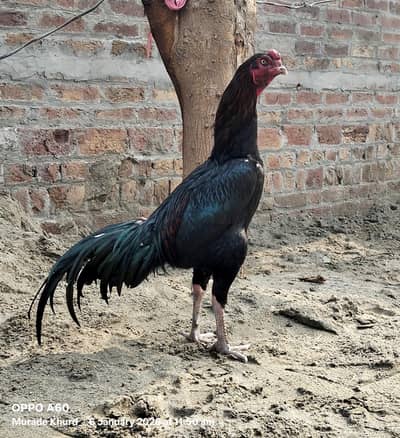 kaly nawab aseel breed