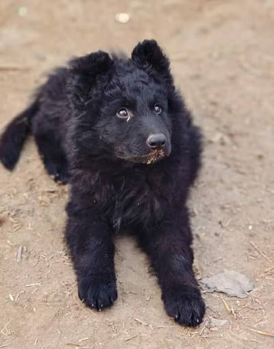 Black Sheep hot long coat male for sale