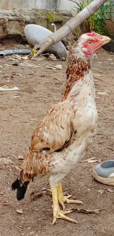 Aseel High quality breeder