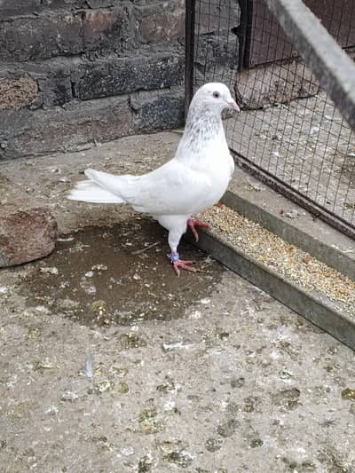 mootia Wala Chaat waly