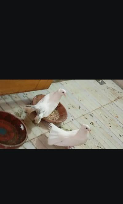 English fantail pair is number per raabta Karen hn 03034202614