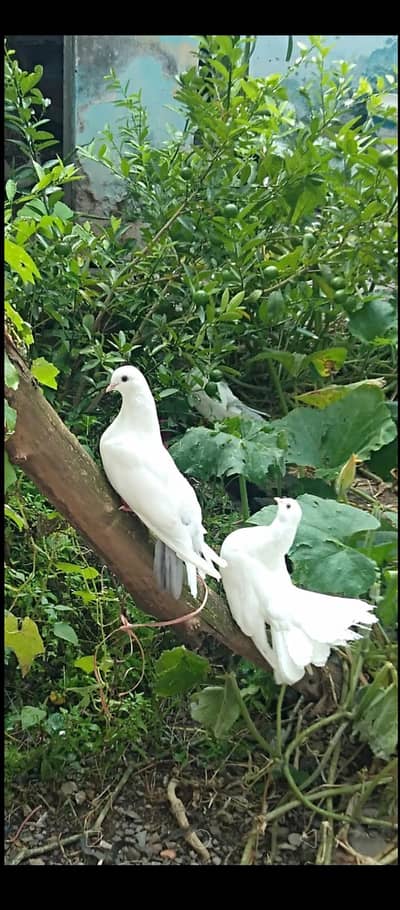 سفید لکے کبوتر