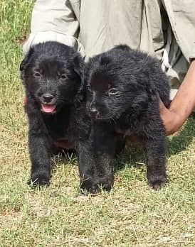 German Shepherd puppies | black gsd | black n tan gsd |puppies pair
