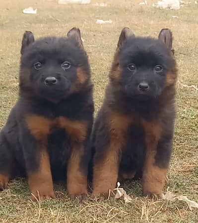 German Shepherd long coat male female for sale