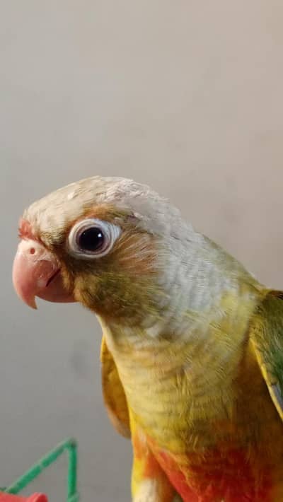 pineapple conure
