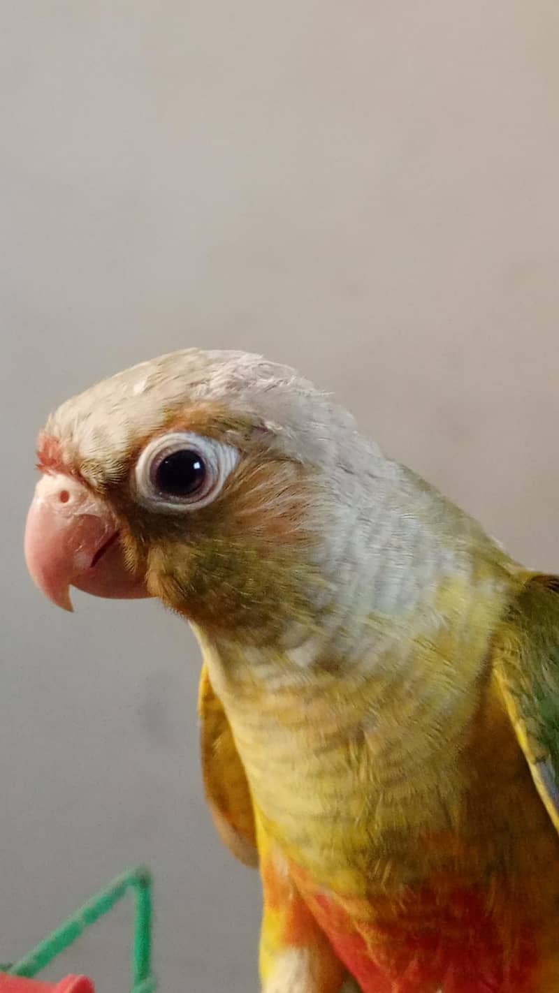 pineapple conure 0