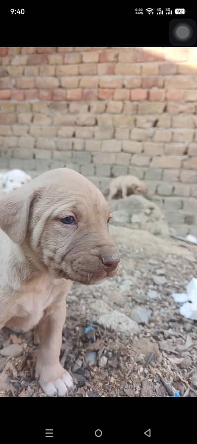 AFGANI KUCHI DOG BABY