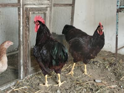 haritage Rhode island red