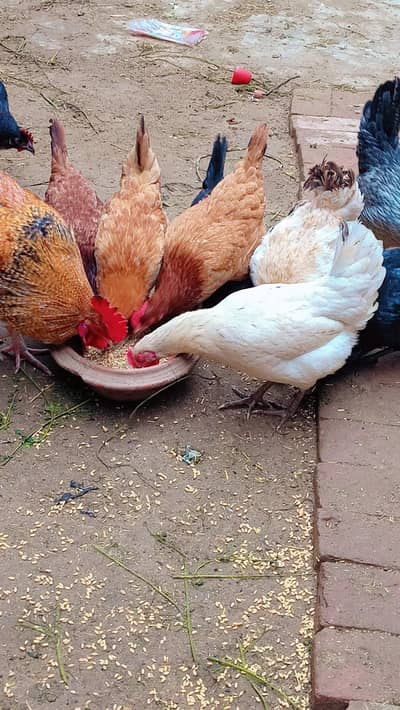 10  madia handy da rahi ha ando wali murgi ha