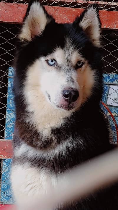 husky breeder female