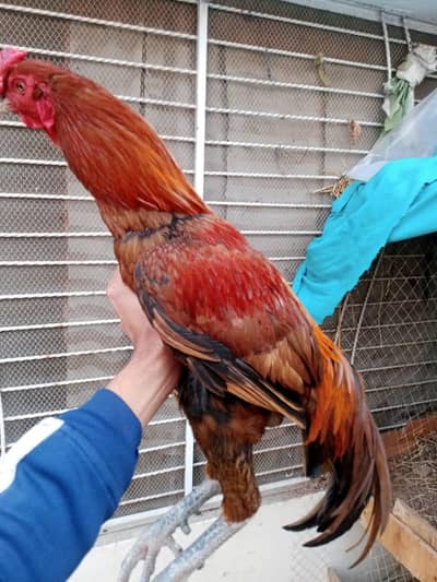 back footer burmi ptha for sale