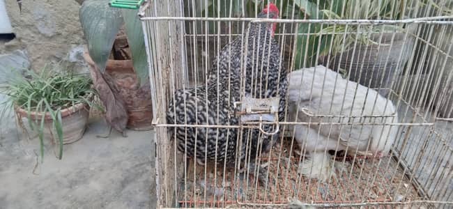 bantum pair,  03,14,322,54,68