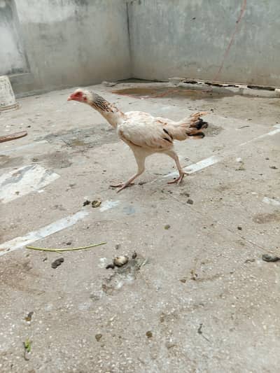 haldi active aseel female end cage for sale