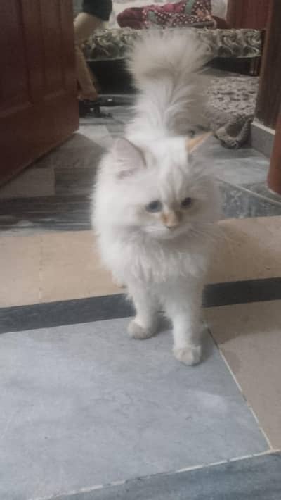 9-Month-Old Persian Cat for Sale in Rawalpindi