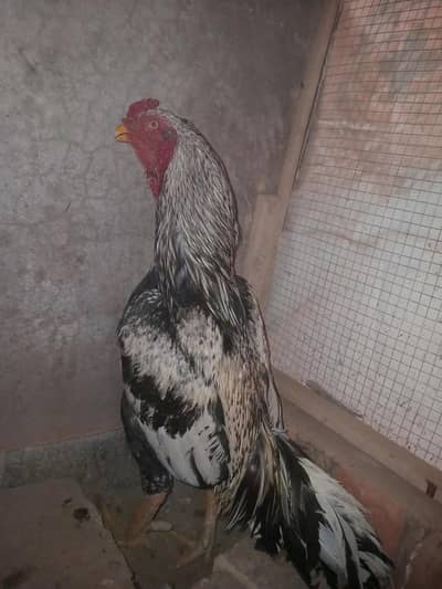 Aseel jawa 1 eye breeder for sale