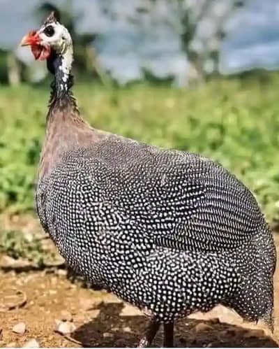 Guinea Fowl