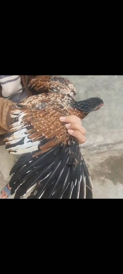 pure Pakistani old blood line band gadi madi for sale