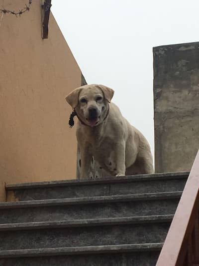 Dog Labrador female pregnant 03010427389