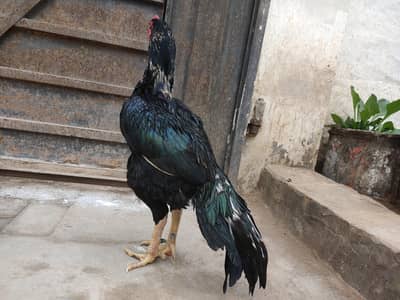 lasani aseel,jet black murgha