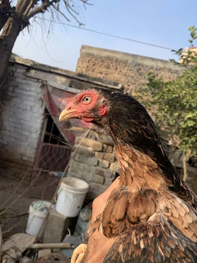 Mianwali Aseel Madi Ready For eggs