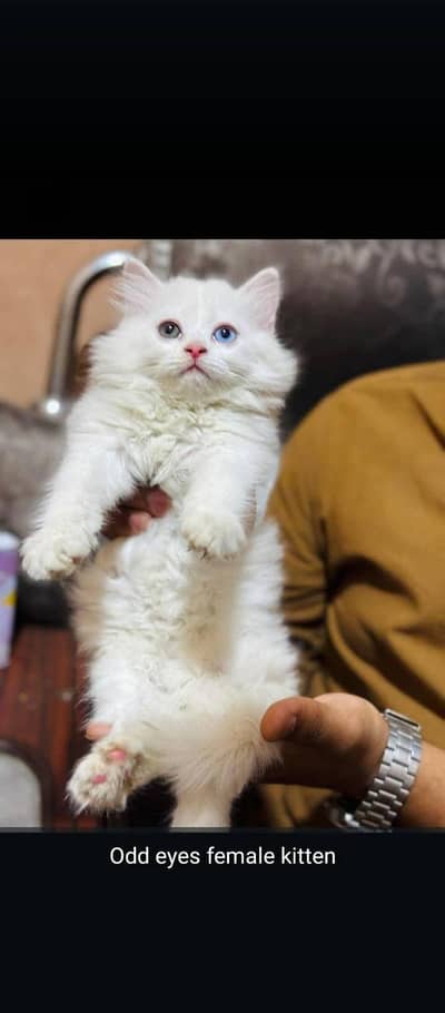 odd eyes kitten
