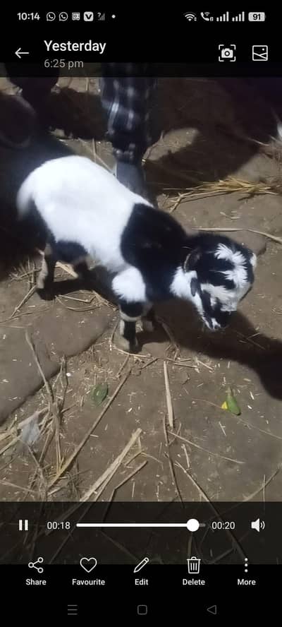 bakri sht male bacha  or dosra sowa ha bakri k  03236501245 what,s,app