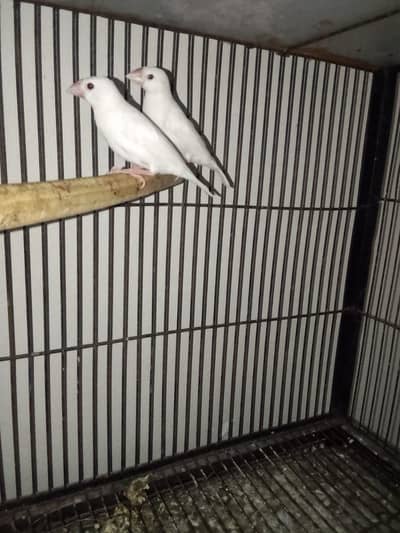 fawn java pathy Location Jarnwala Sirf call O3O669IO563