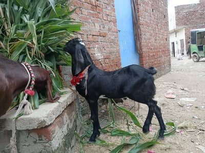 khubsurat ambratsari beetle bucha ha double hadi main
