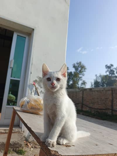 Selling beautiful pure white cat