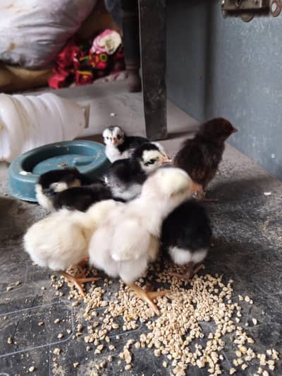 Thai caross aseel chicks 03014237451