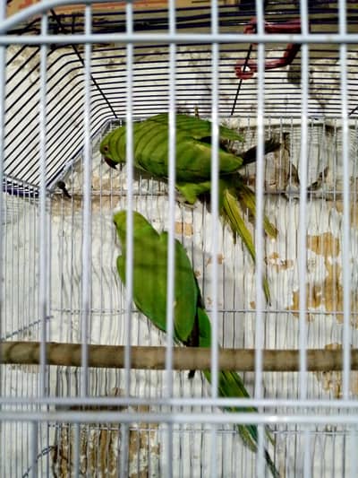 Top quality ring neck parrots