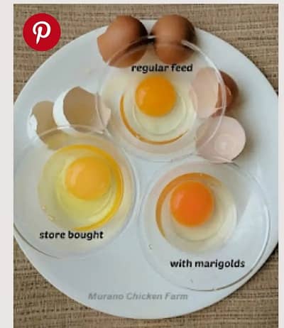 Desi Eggs / Organic Un-Fertile Eggs / دیسی انڈے | hens eggs for sale