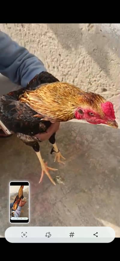 hath ka pala hua hai insan ke sath adi