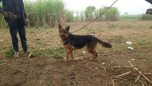 German Shepherd Female