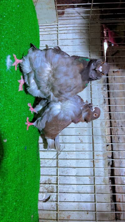 german owl top quality confirm breeder pair