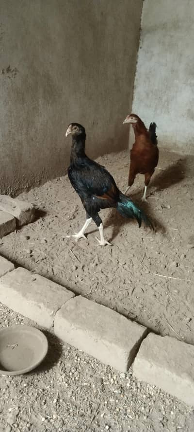 pure Pakistani mian wali aseel murgha