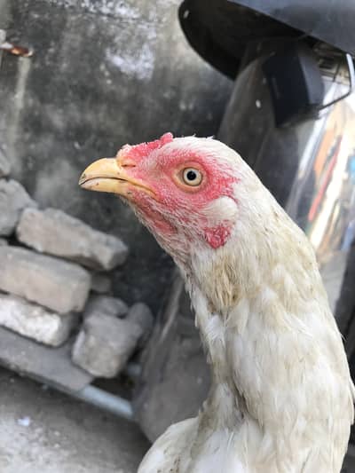 Aseel madi O33Z 33 I6I 33 whattsapp or phone