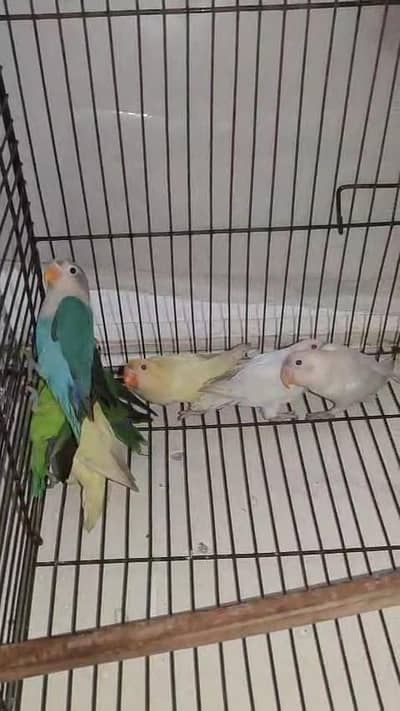 RS. 850 per Peice Mix colour Lovebird Home Breed