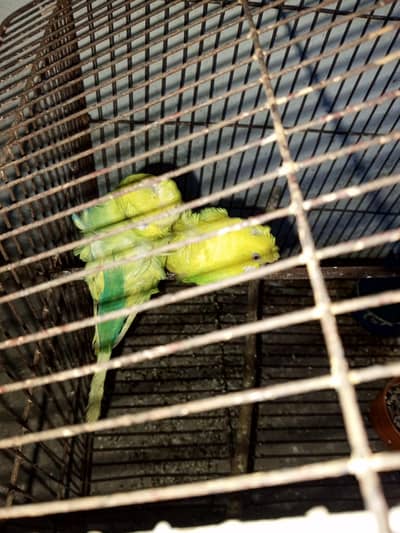 hogoromo double flower