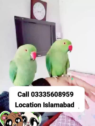 Single 6000 Hand Tamed Friendly Green Ring Neck Parrots Male/Female