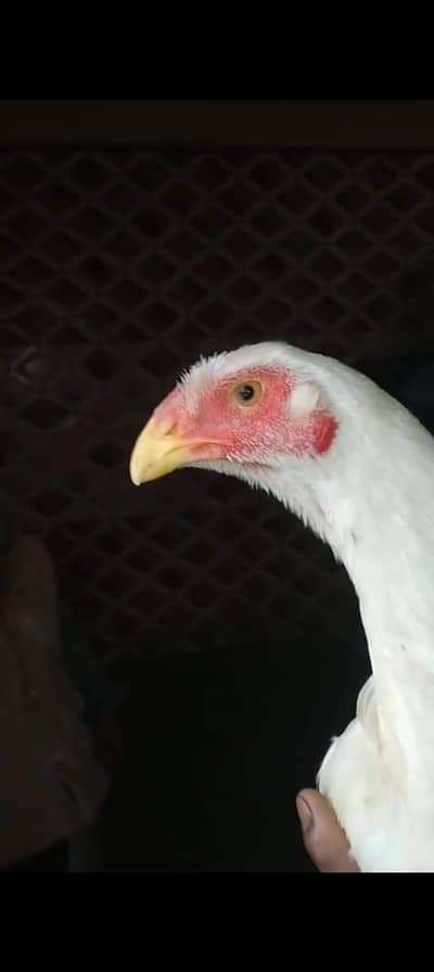 White. Shamo aseel cras patter be