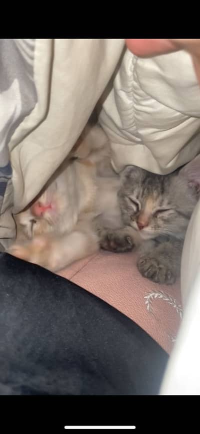 Pure Persian Cat Kittens (Male & Female) for Sale – Healthy & Cute