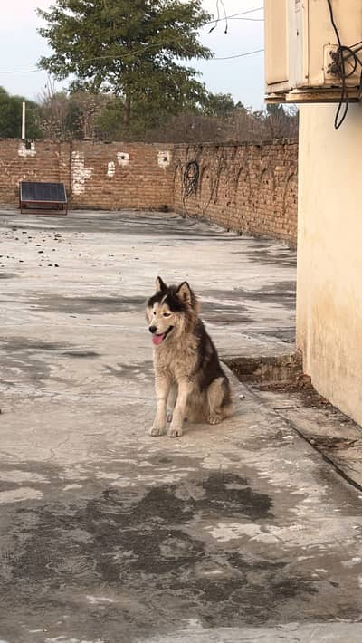 Siberian husky