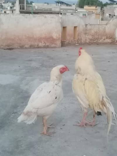 assel pair white paper colour heera nasal