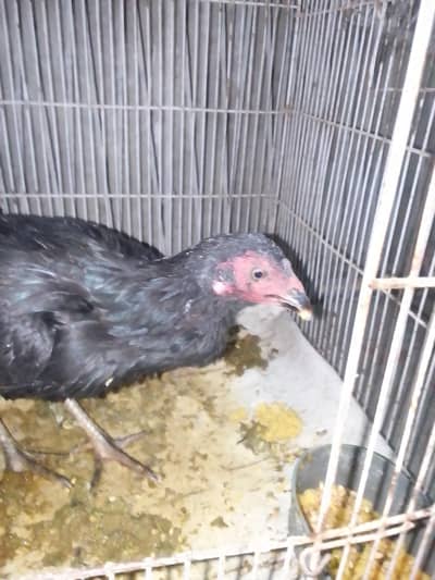 healthy aseel rooster